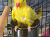 Yellow indian ringneck