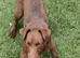 1 year old male patterdale terrier