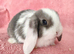 Mini lop baby rabbits for sale