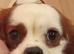 Cavalier king Charles boy