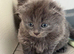 Very fluffy kitten