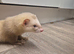 3x 6 month old male ferrets