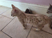 Savannah bengal kittens