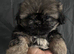 Imperial shish tzu ready now