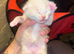 Cookies kittens