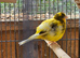 Canaries