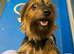 rehome yorkies