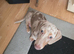 Miniature Dachshund 5 months