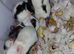 simise rats topeard 12 males n 5 females left