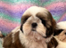 lovely male shih tzu puppies