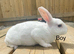 Ready to leave-Pure bred mini Rex