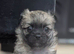 Chihuahua puppy