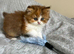 Cinnamon Tortie & White British Longhair Girl – Ready 15th August