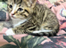4 beautiful kittens looking for their forever homes