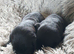 Stunning labrador pups