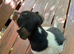 Jack Russell, Puppy