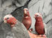 Hand-Rearing Friendly Baby Super Tame Cuddly Galah Cockatoo Parrot,9