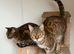 Bengal Pair needing a loving home