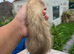 3 lovely ferret for sale