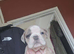 Bulldog puppies 10 weeks boys 5 available