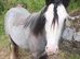 Silver - Sweet Blue Blagdon Cob Yearling Gelding