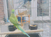 Beautiful 2 Indian ringnick parrot for sale