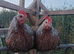 Grey Silver Dorking &ndash; Hatching Eggs