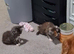 5 maincoon kittens