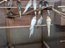 Baby cockatiels various colours