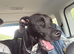 ️ Beautiful 7 Month Old Male Canis Panther Puppy &ndash; Looking For His Perfect Forever Home