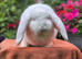 Red Eyed White French Lop Buck ***ready to leave ***