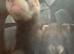 Ferrets for sale