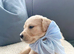 Old English Cream Golden Retriever Puppies