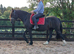 14.3hh Dales x fresian mare