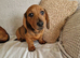 last puppy (male), Miniature dachshund