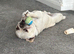 Koko needs a good home