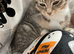 Cats looking for loving new home