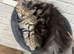 Bengal 5 months old