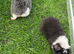 Teddy Guinea pig Babies