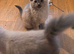 Gorgeous Ragdoll Kittens Looking for Their Forever Homes!