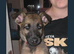 Last 3 looking for their forever homes
