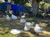 8 young ebdam geese mixed sex