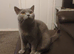 Blue bsh male
