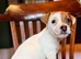 Traditional JRT Raised With Care