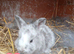5 Plush lop x mix breed