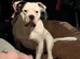 Johnson American Bulldogs