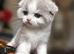 Scottish fold kittens
