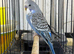 SOLD.                           Beautiful baby budgies for sale