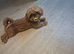 Molly shih tzu needs a new home KC Registered