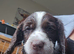 Sprocker puppies